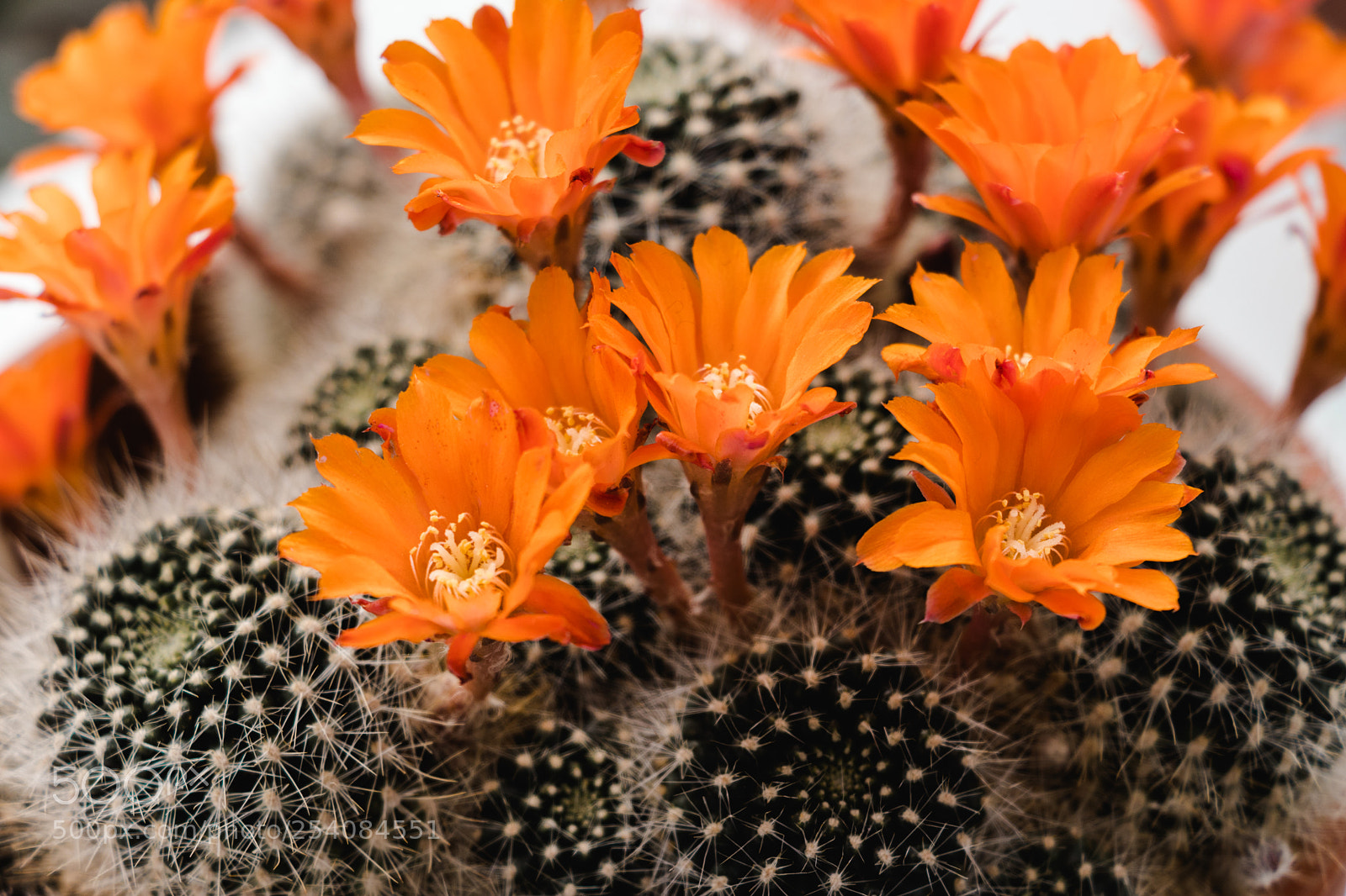 Canon EOS 800D (EOS Rebel T7i / EOS Kiss X9i) sample photo. Flame crown cactus photography