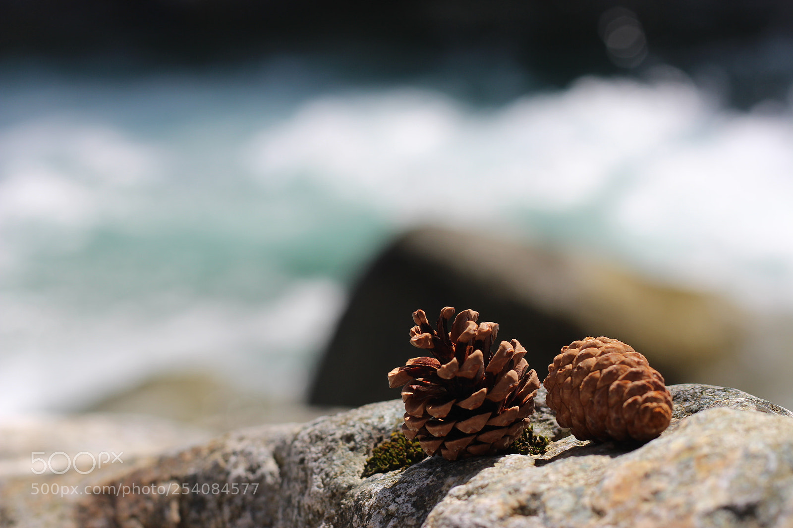 Canon EOS 700D (EOS Rebel T5i / EOS Kiss X7i) + Canon EF 50mm F1.8 STM sample photo. Pommes de pin photography