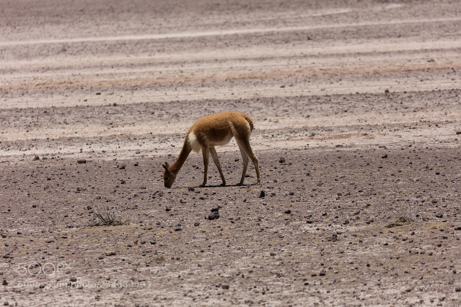 Canon EOS 5DS R sample photo. Lama vikunja (vicugna vicugna) photography