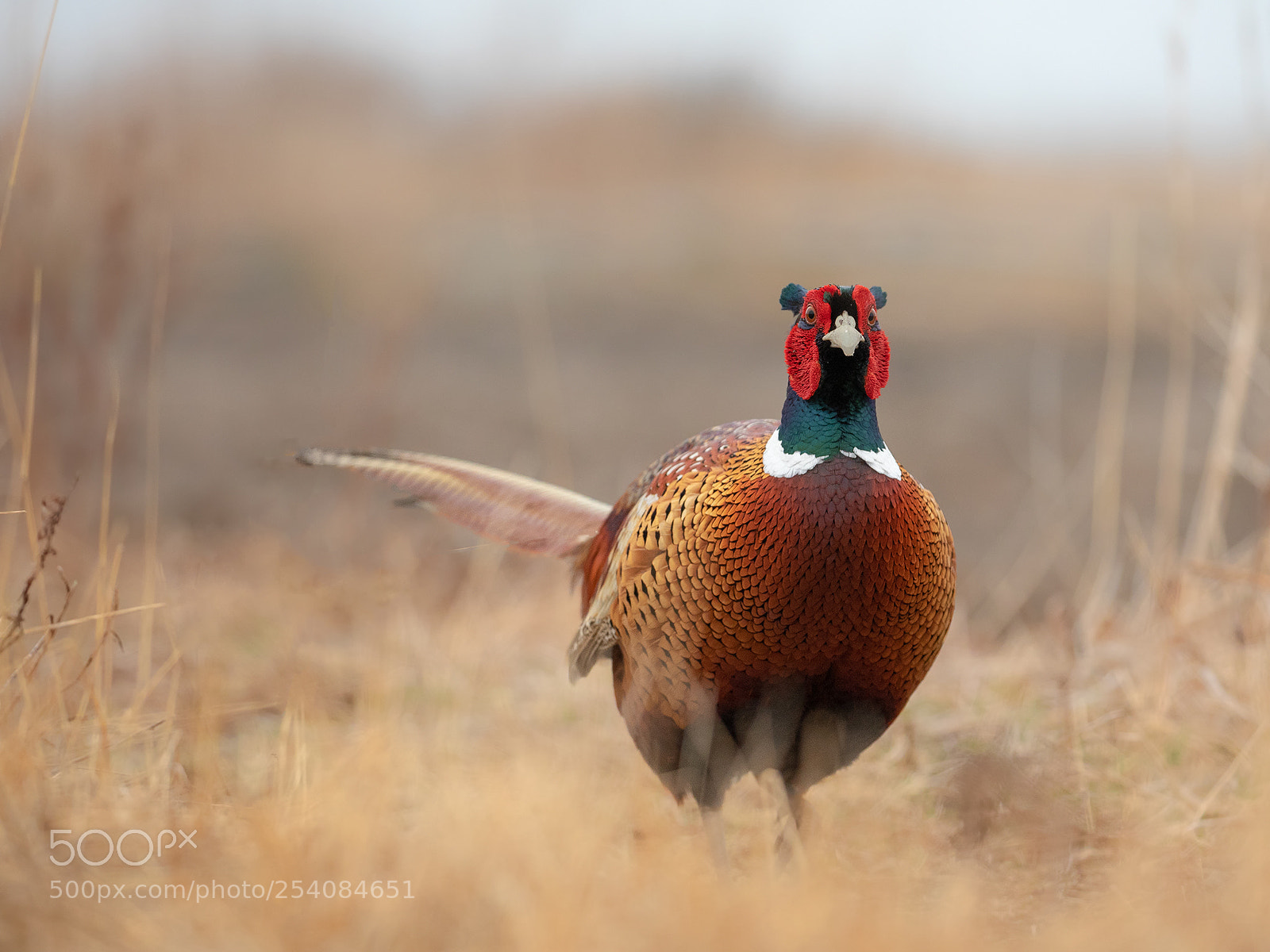Canon EOS 5D Mark IV sample photo. Pheasant 2 photography