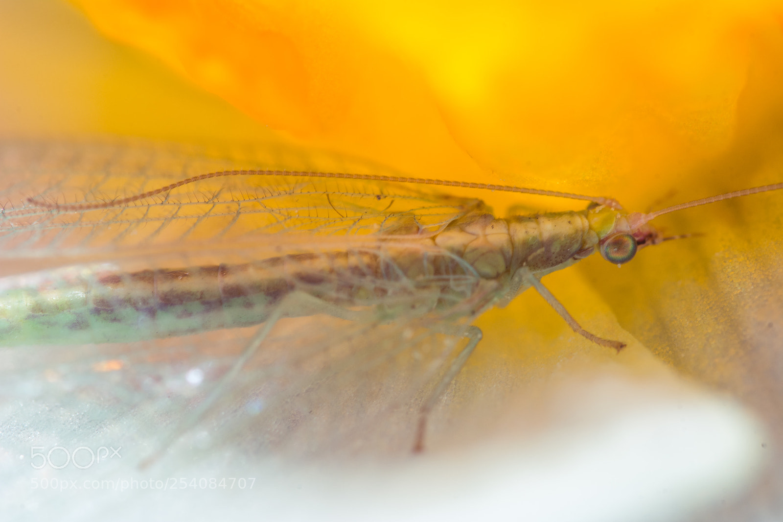 Nikon D7100 sample photo. Lacewing in daffodil photography