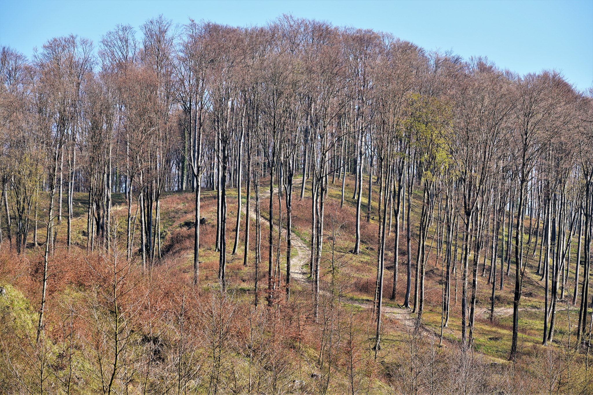 Nikon D3300 sample photo. Trough the forest photography