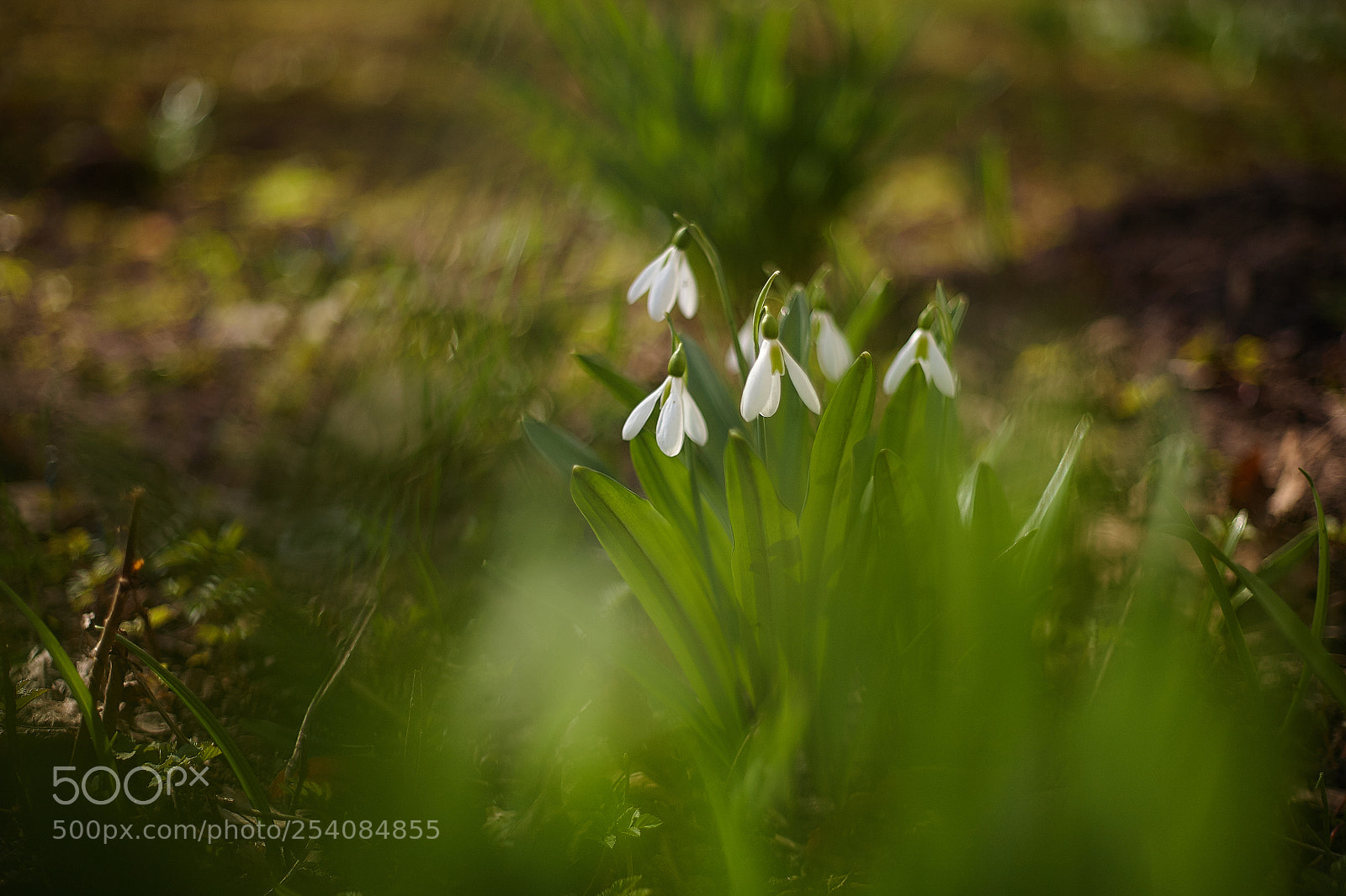 Canon EOS 5D sample photo. Spring photography