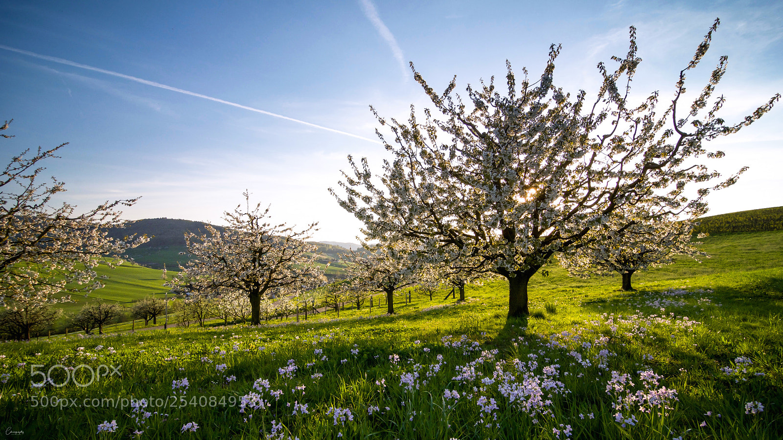 Nikon D7100 sample photo. Cherry blossom photography