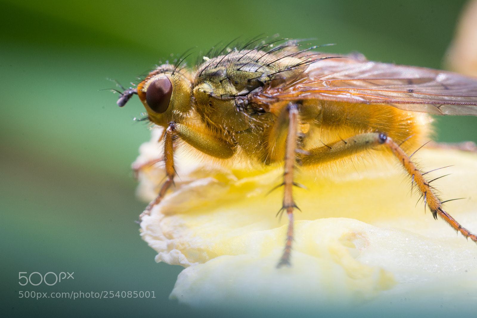 Nikon D7100 sample photo. Early pollinator photography