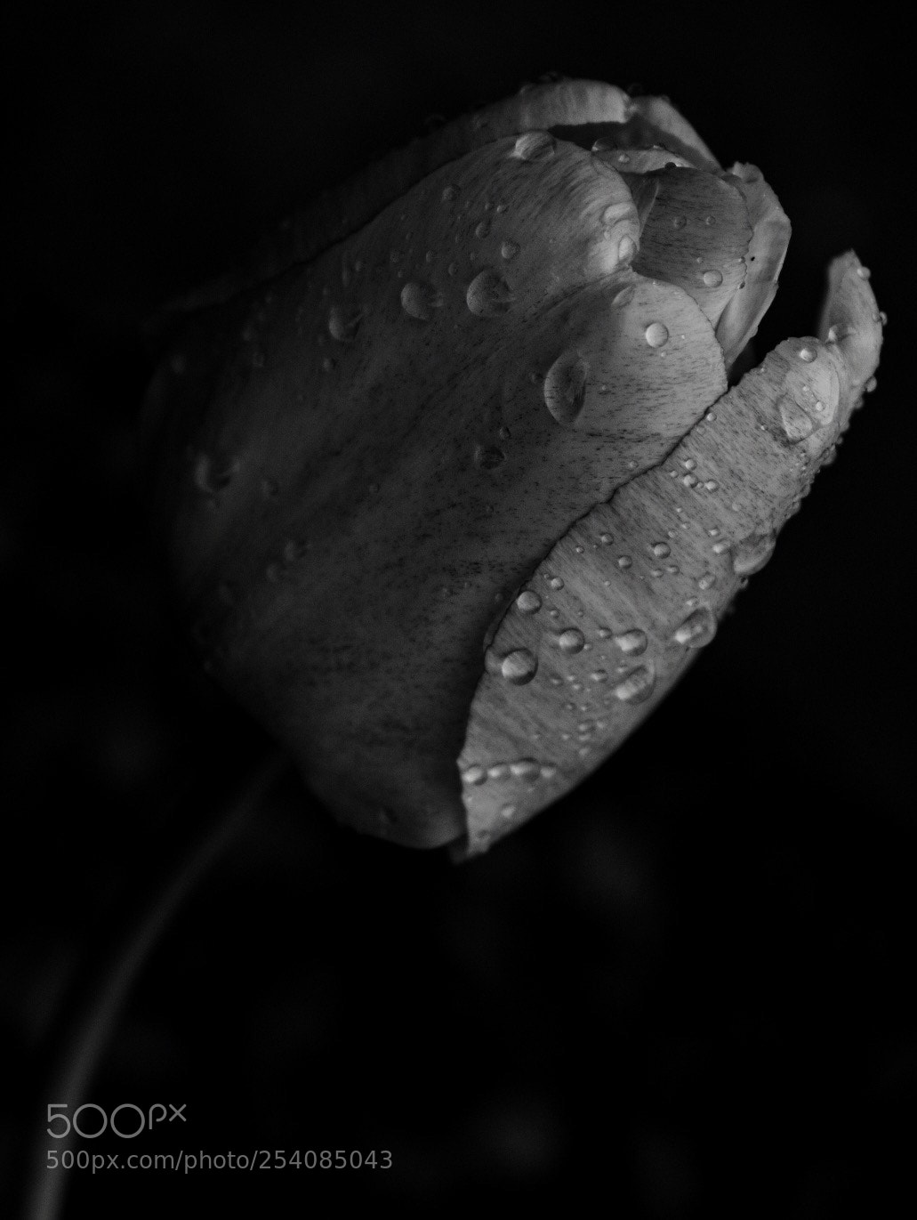 Nikon D3400 sample photo. Tulip  photography