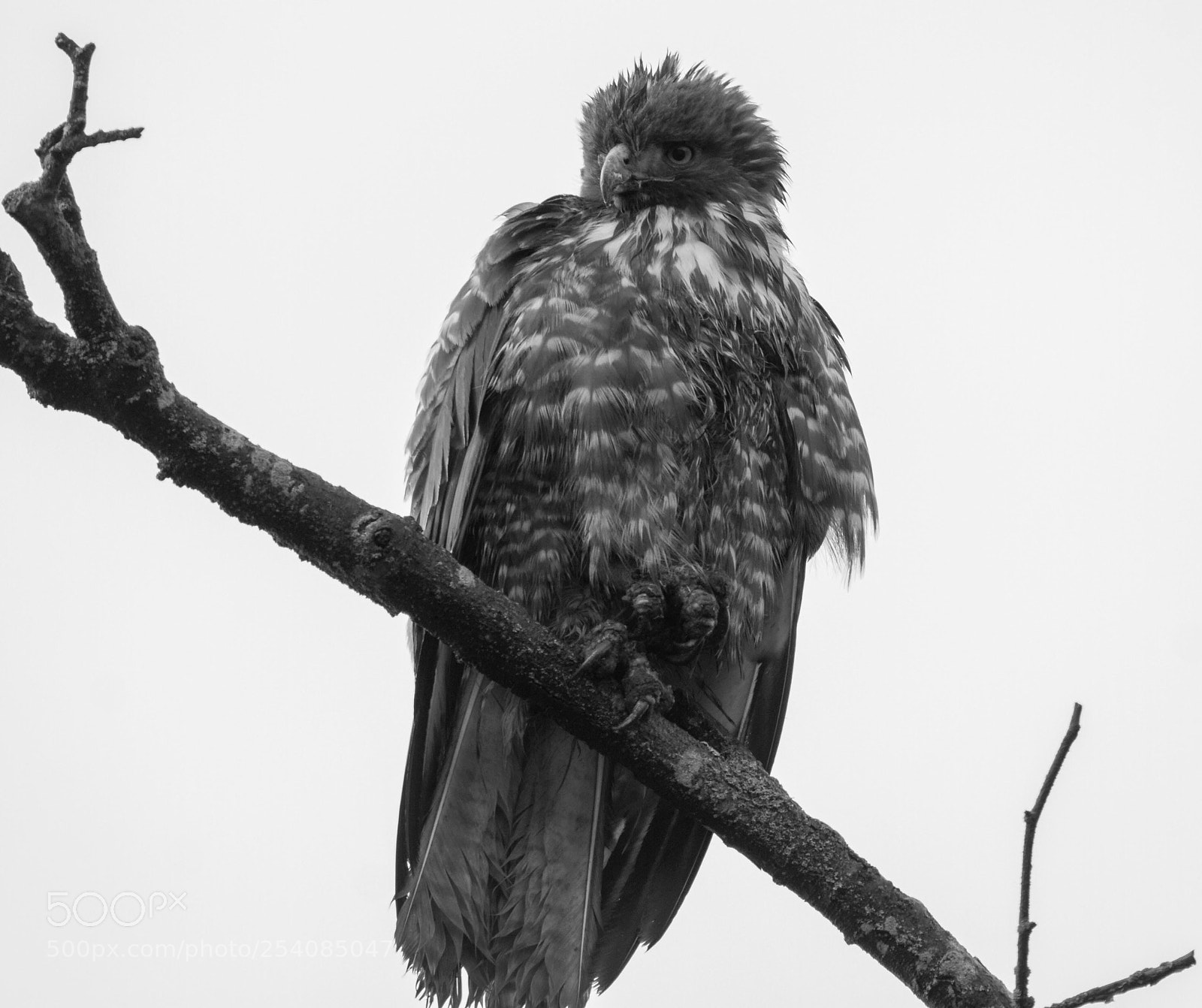 Canon EOS 7D sample photo. Red-tailed hawk photography