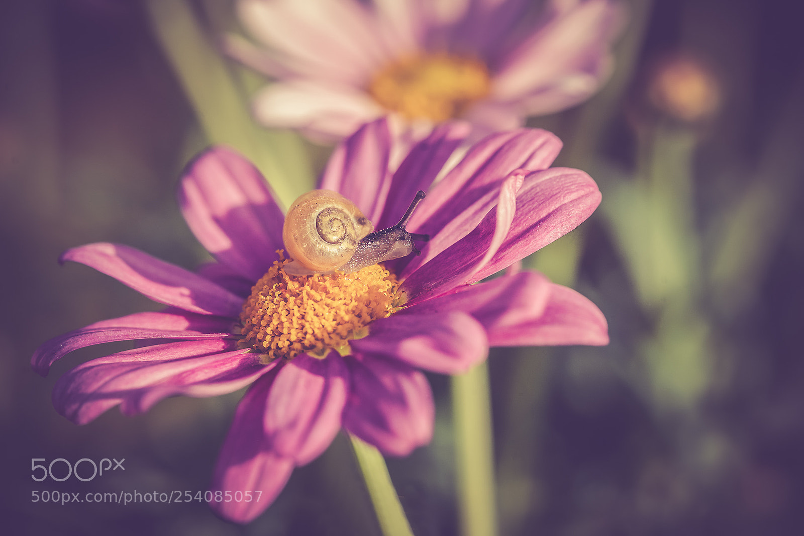 Sony a7 III sample photo. Snail photography