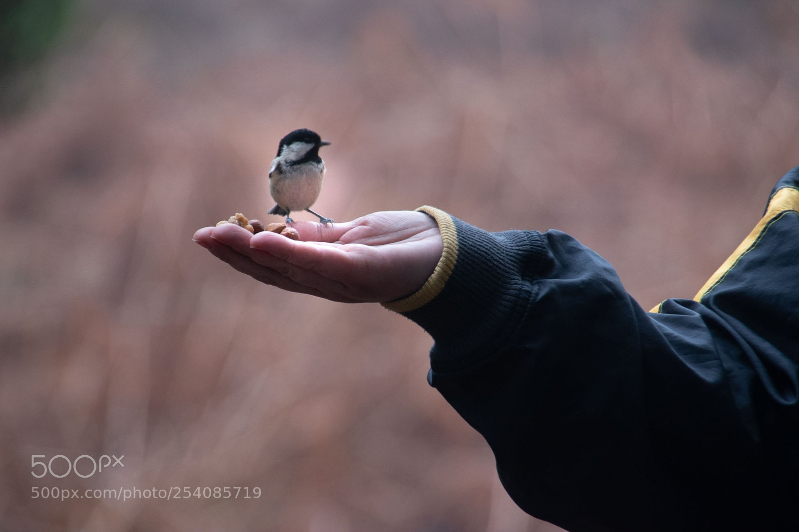 Nikon D5500 sample photo. A bird in the photography