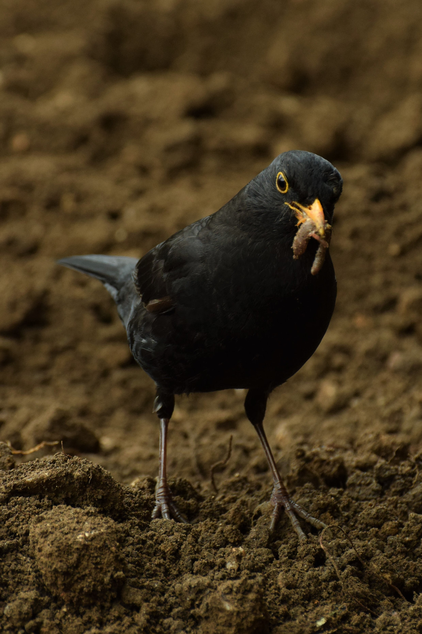 Nikon D5300 sample photo. Balckbird with worm photography