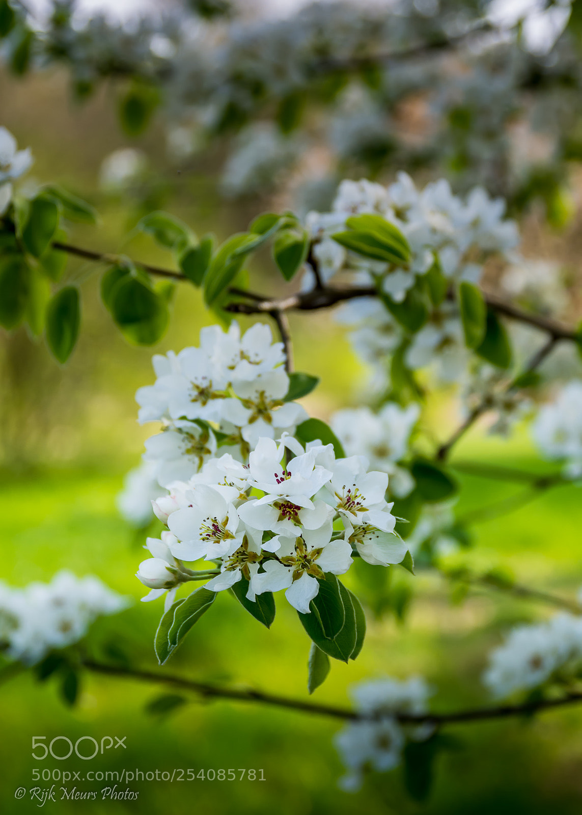 Nikon D7200 sample photo. Spring photography