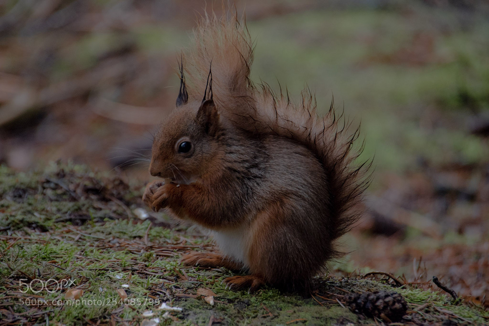 Nikon D5500 sample photo. Red squirrel photography