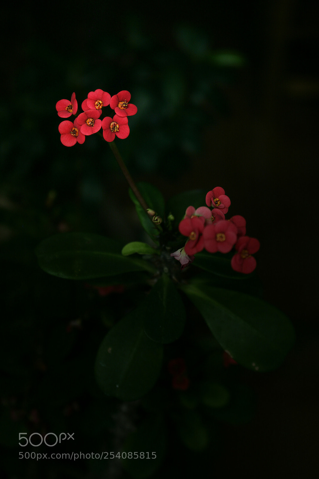 Canon EOS 700D (EOS Rebel T5i / EOS Kiss X7i) sample photo. Flor de cristo. photography