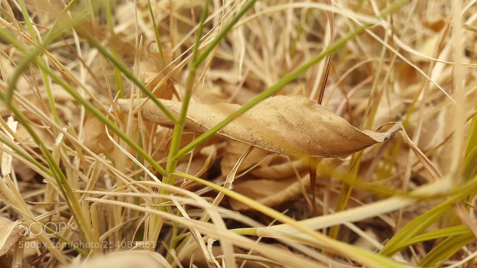Samsung Galaxy S5 sample photo. Leaf photography
