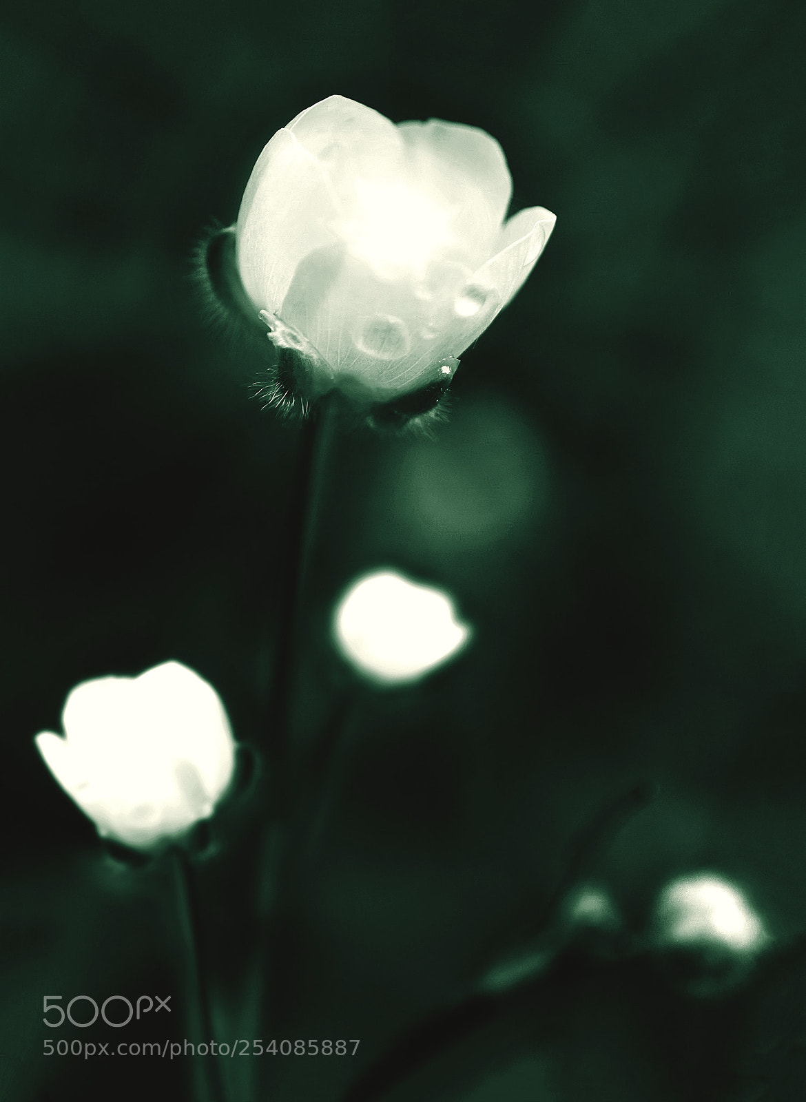 Canon EOS-1D Mark IV sample photo. Colorplants photography