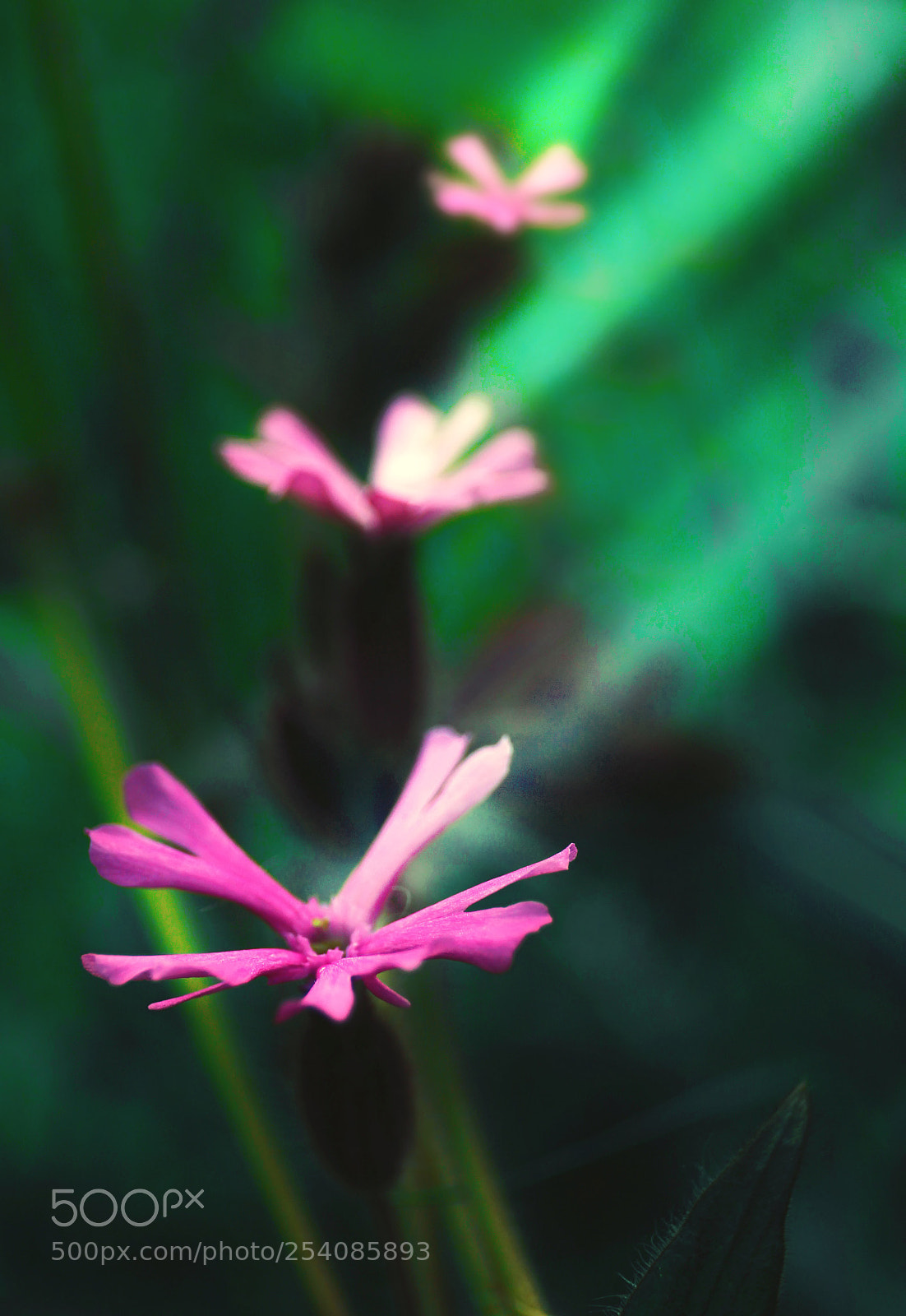 Canon EOS-1D Mark IV sample photo. Colorplants photography