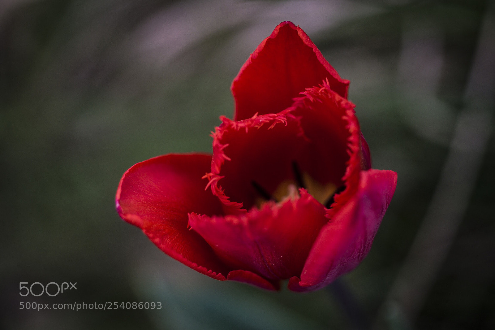 Sony SLT-A58 sample photo. Flow photography
