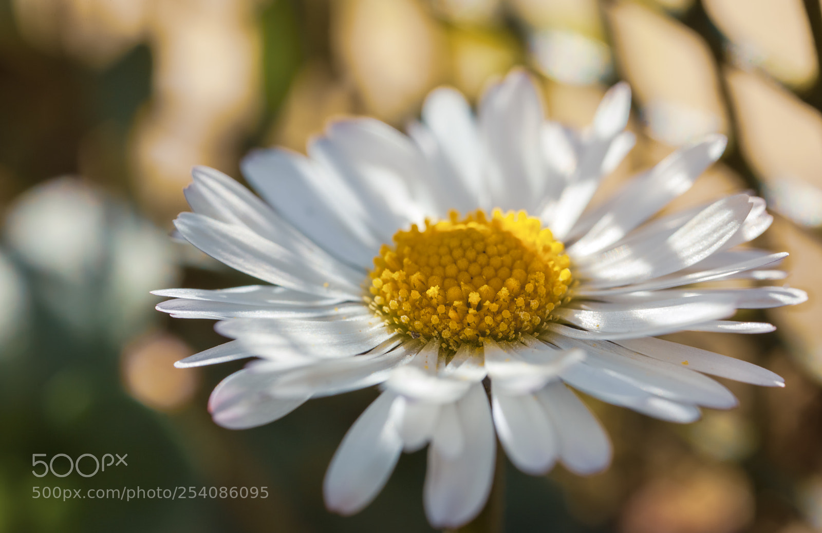Canon EOS 5D Mark II sample photo. Daisy photography