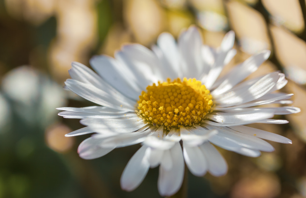 Daisy by Antony Cooper on 500px.com