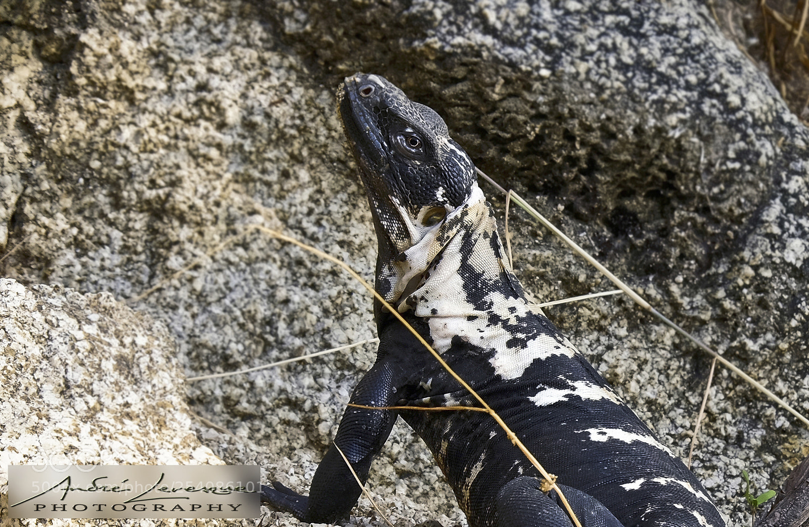 Fujifilm X-T10 sample photo. Iguana photography
