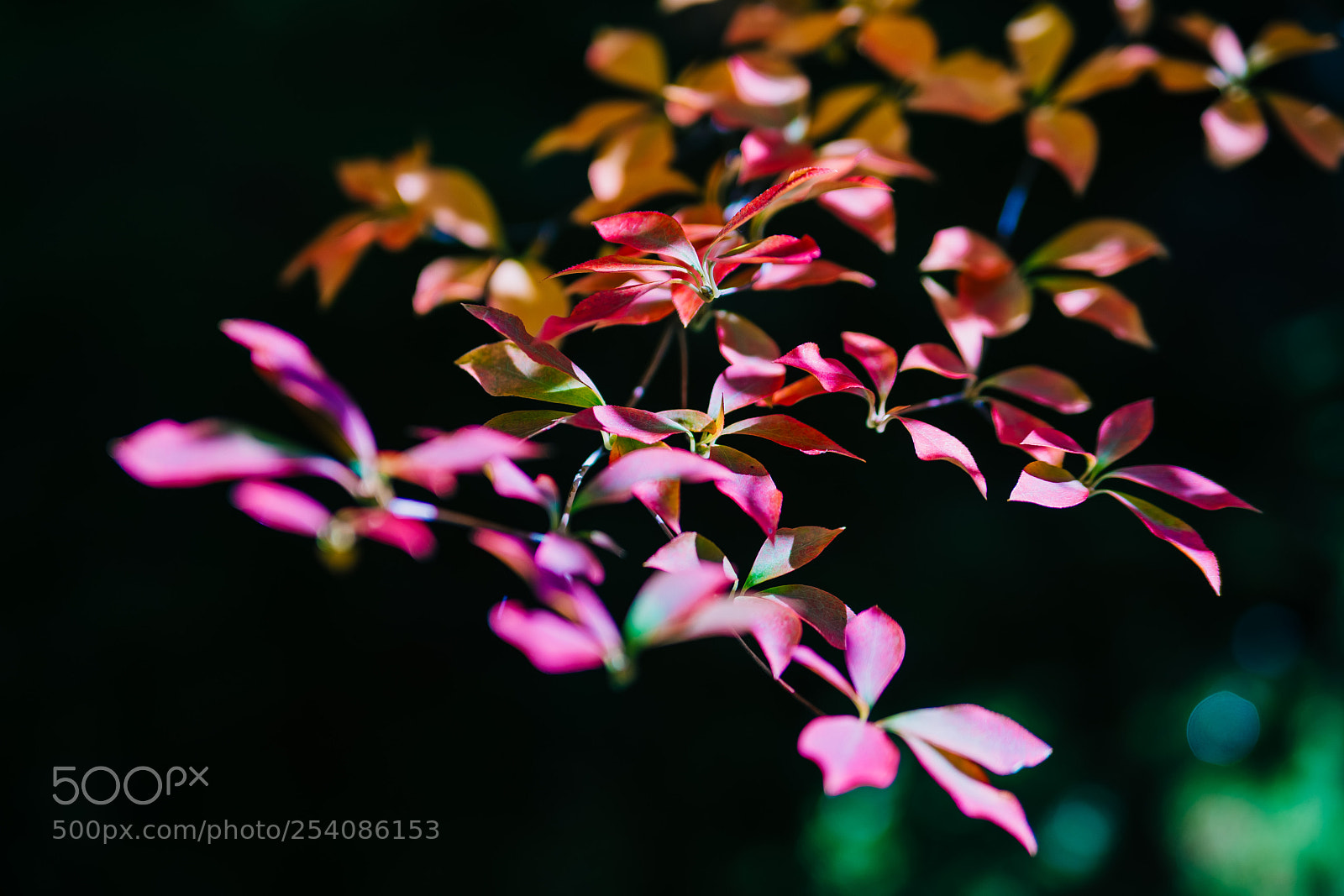 Nikon D610 sample photo. Rainbow of leaves photography
