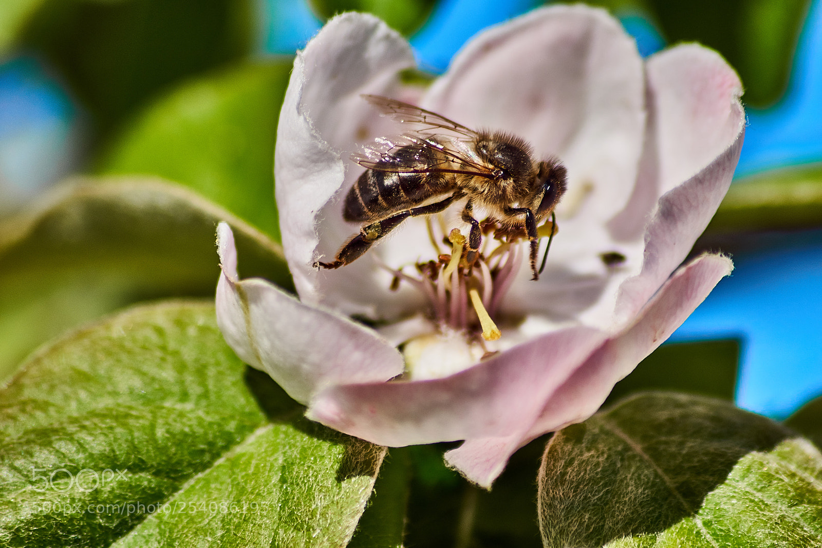 Sony SLT-A68 sample photo. Bee approaching flower photography