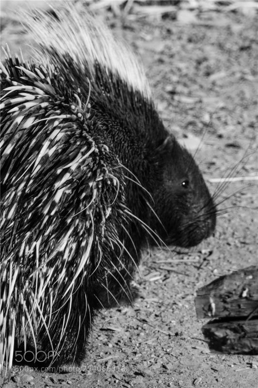 Canon EOS M5 sample photo. 刺猬 photography