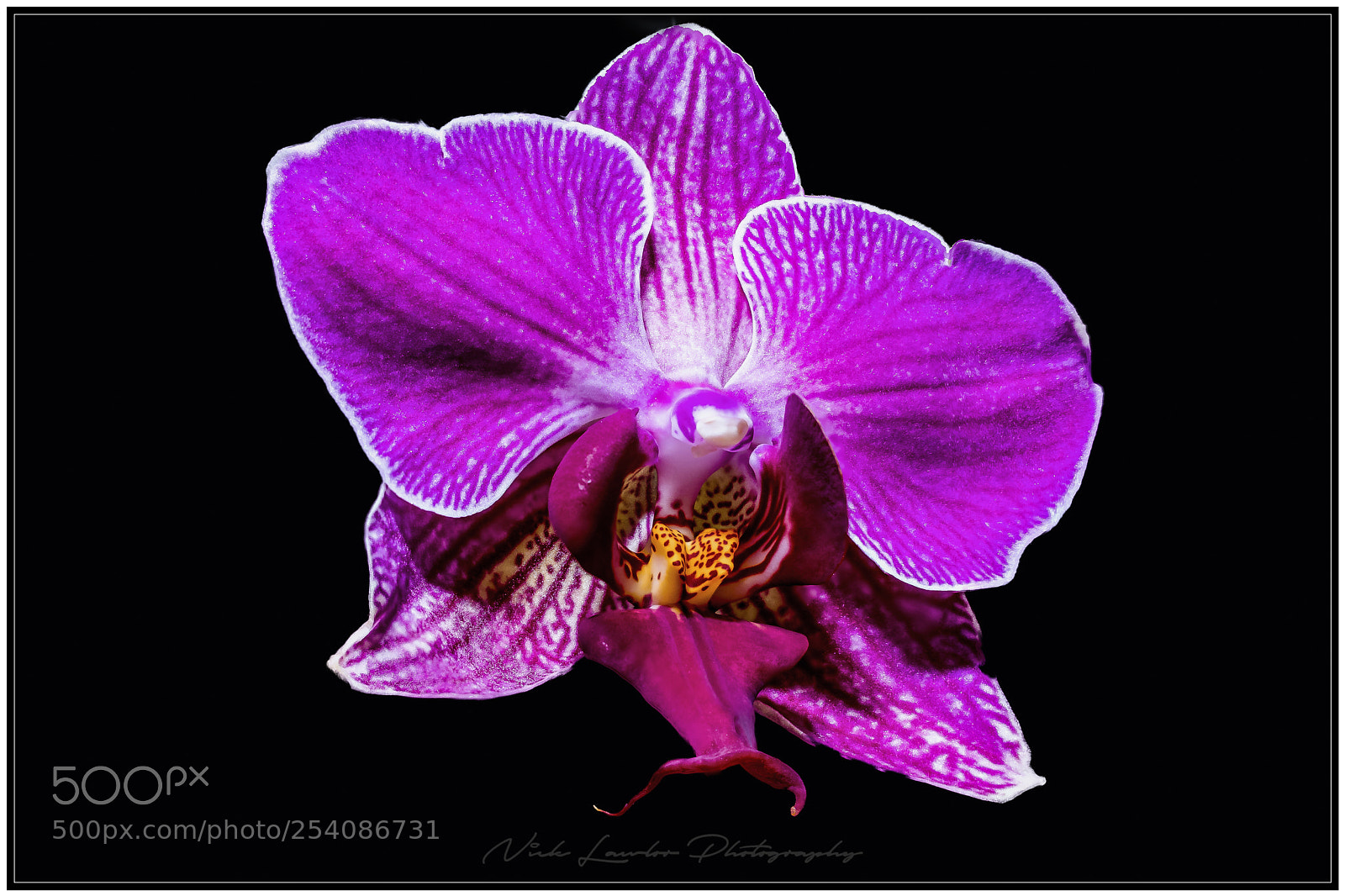 Canon EOS 80D sample photo. Orchid photography