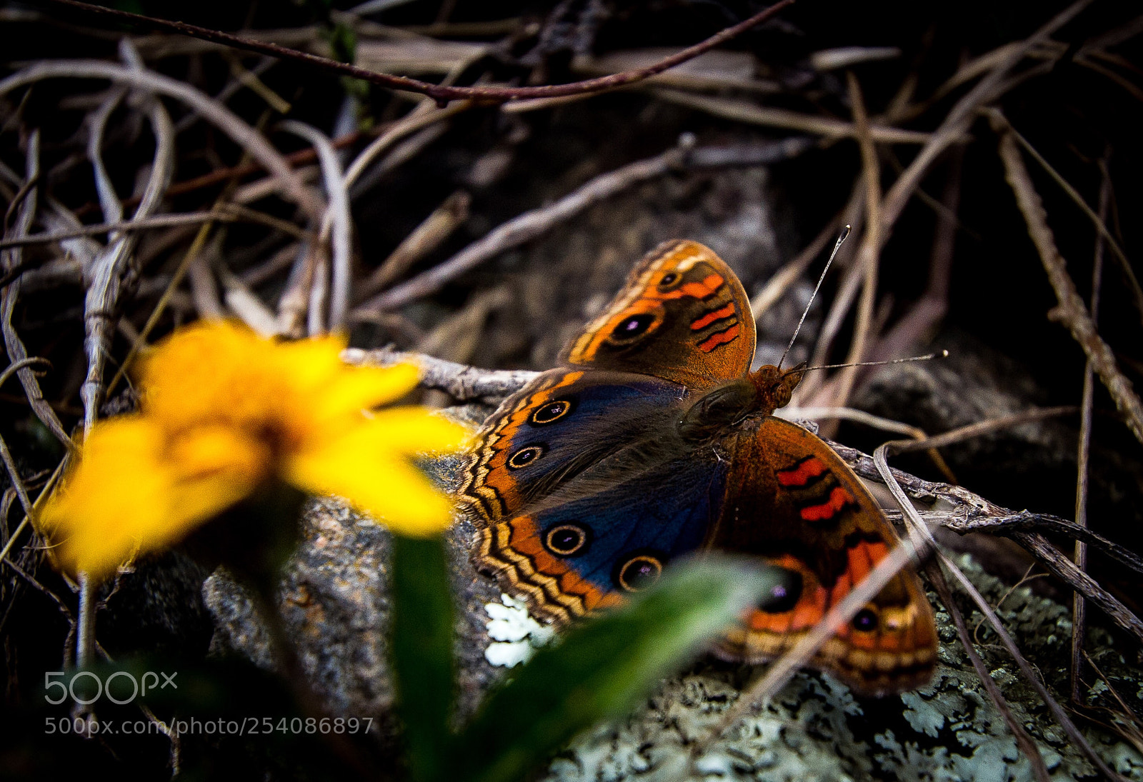 Canon EOS 7D sample photo. Nature vibes | butterfly  photography