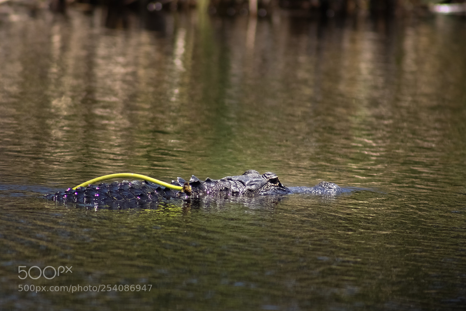 Canon EOS 100D (EOS Rebel SL1 / EOS Kiss X7) sample photo. Swimming alligator in the photography