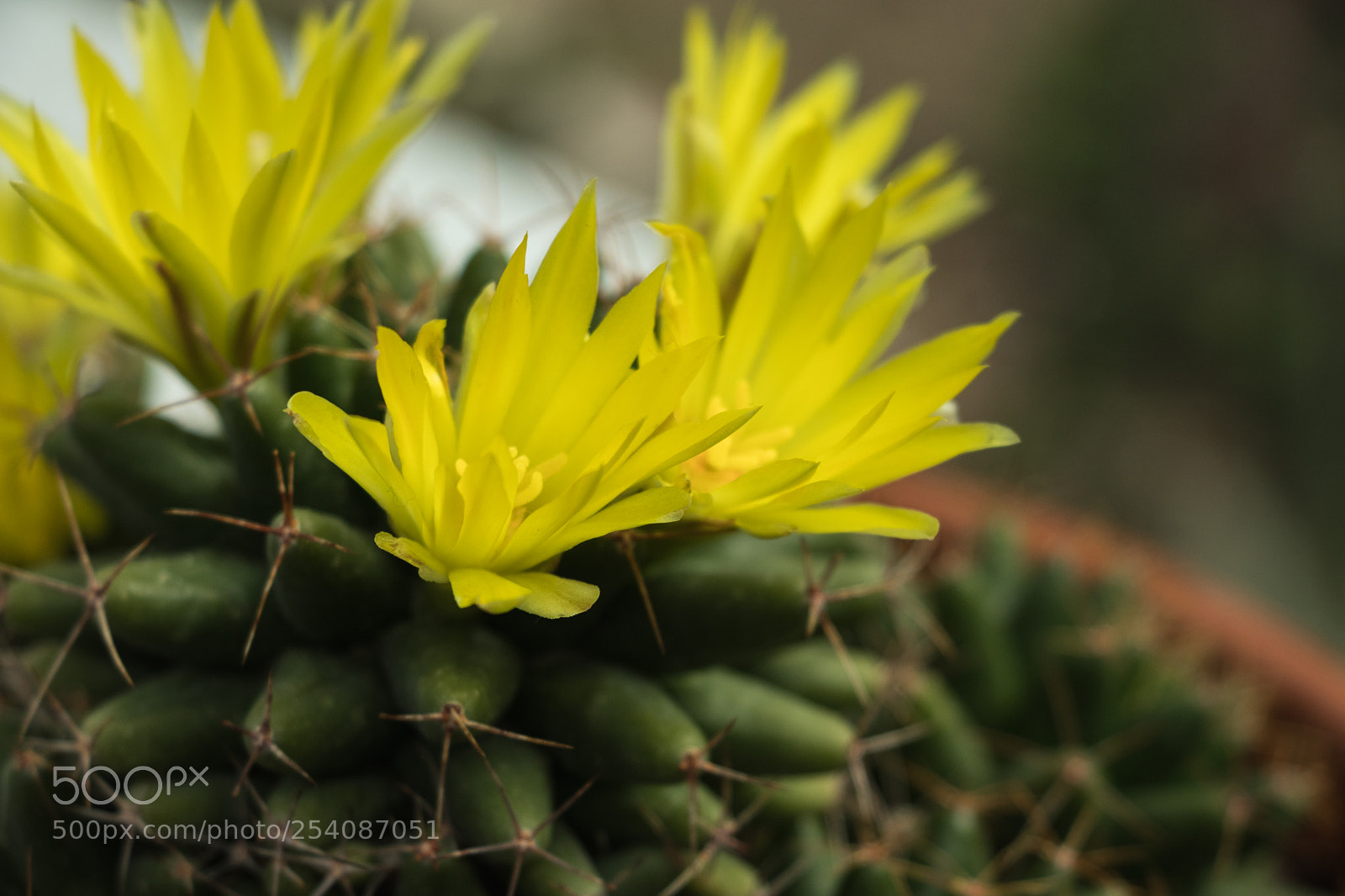 Canon EOS 800D (EOS Rebel T7i / EOS Kiss X9i) sample photo. Pincushion cactus - mammillaria photography