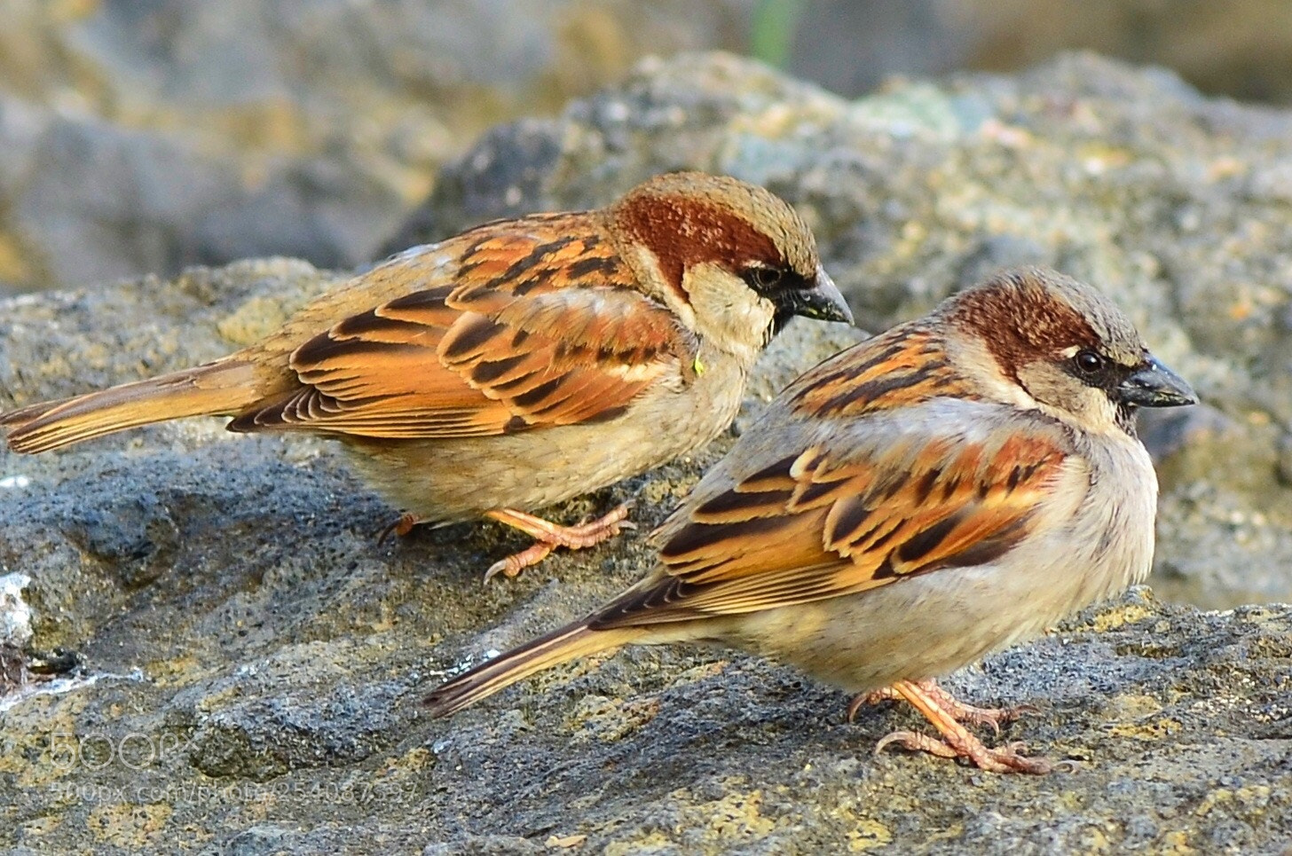 Nikon D7000 sample photo. Sparrow couple photography