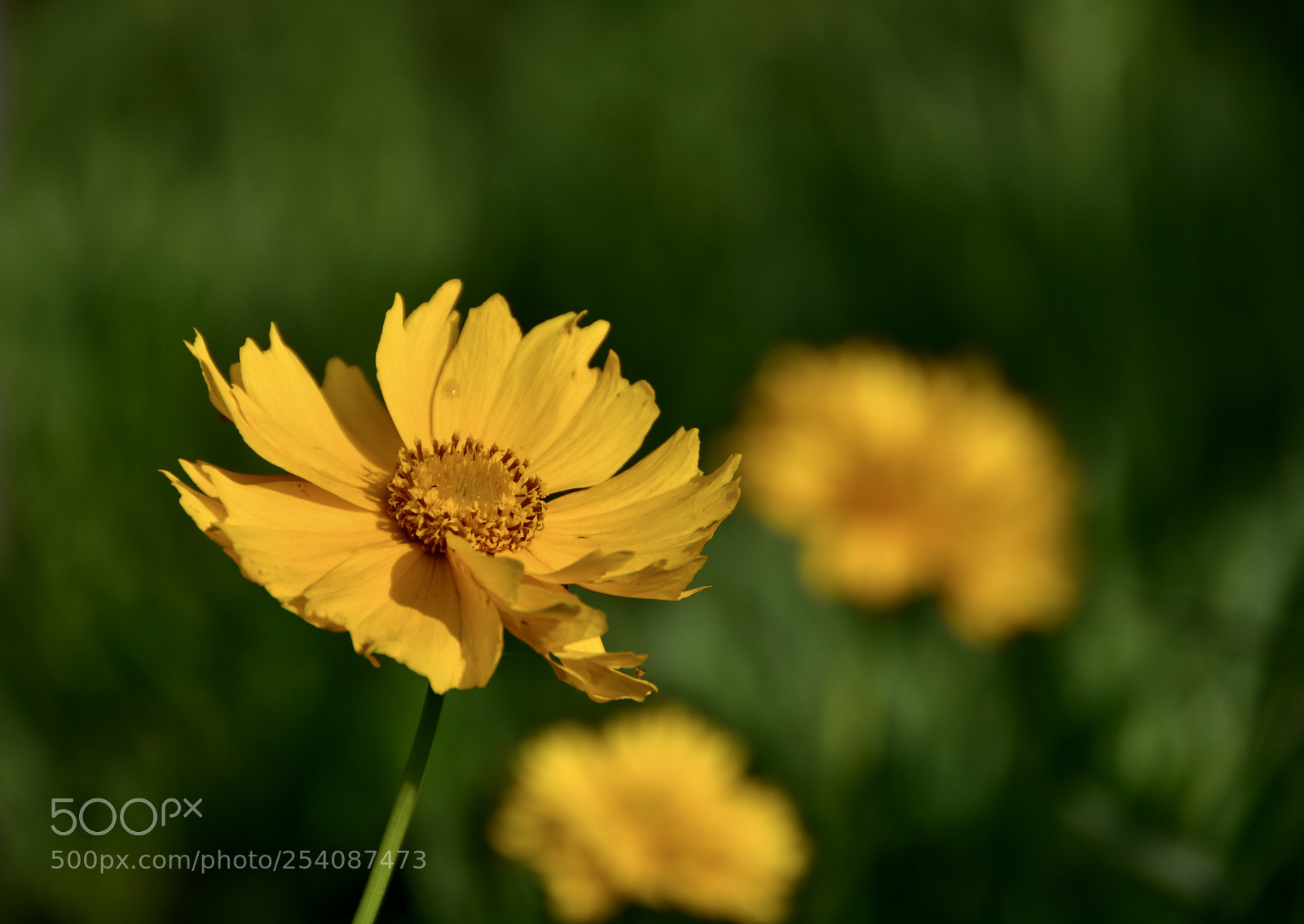 Nikon D7200 sample photo. Flowers photography