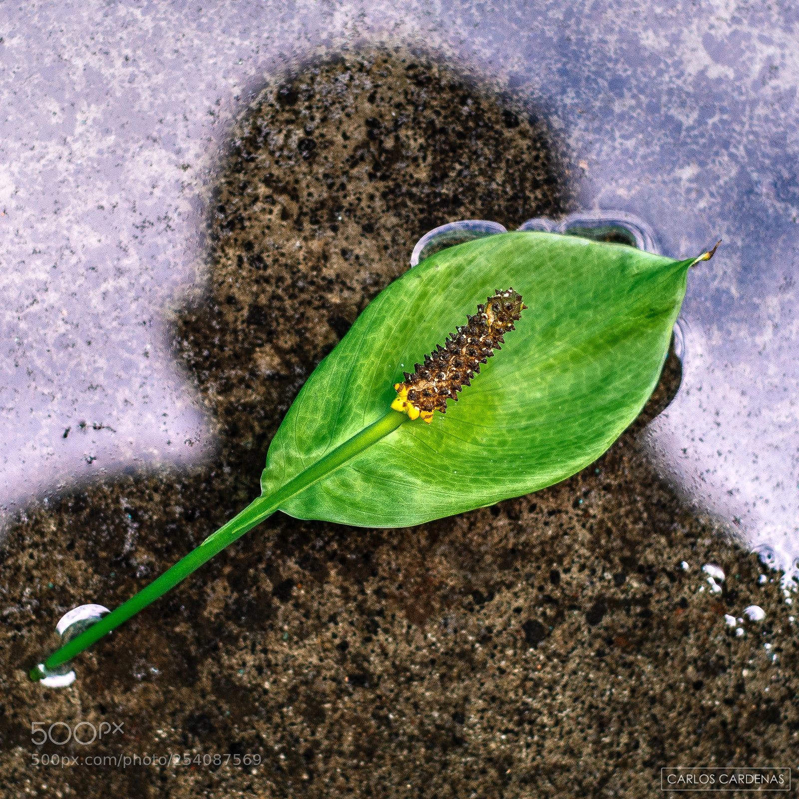 Nikon D7100 sample photo. Still life photography