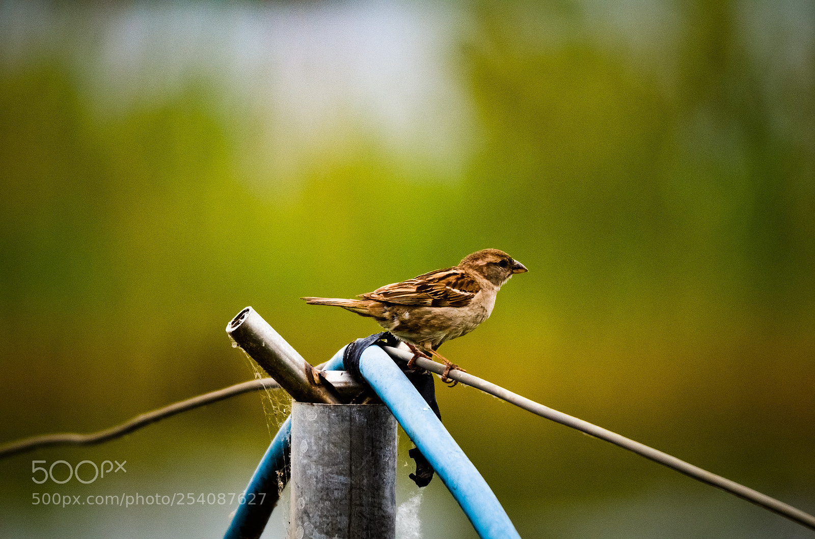 Nikon D7000 sample photo. Little bird photography