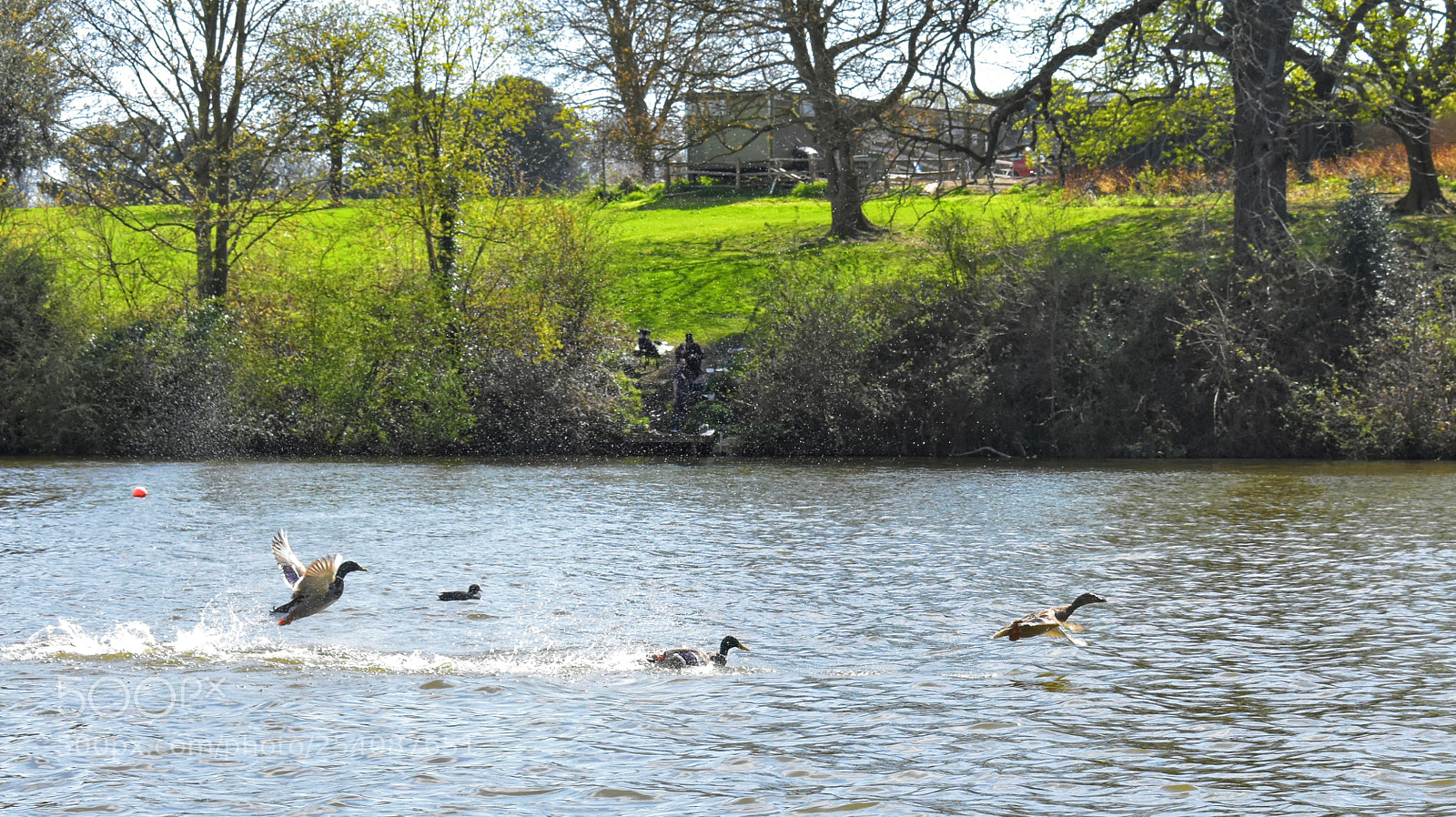 Nikon D3400 sample photo. Urban #nature photography