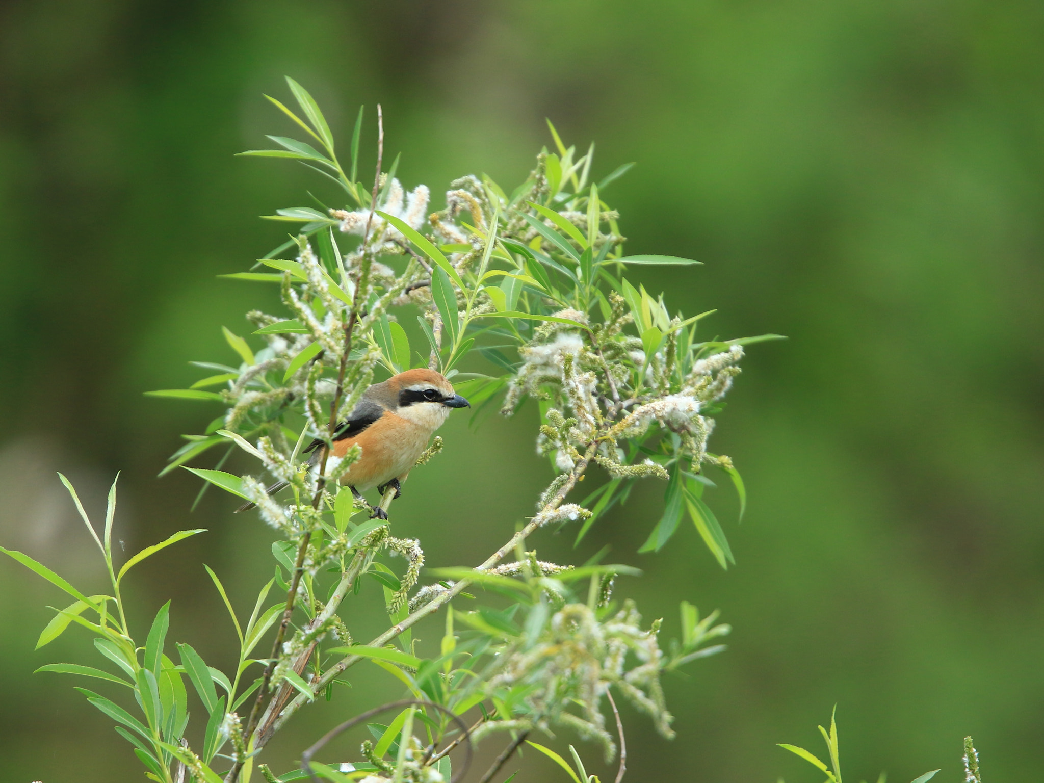 Canon EOS 7D Mark II + Canon EF 400mm F2.8L IS USM sample photo. 百舌鳥 モズ bull-headed shrike photography