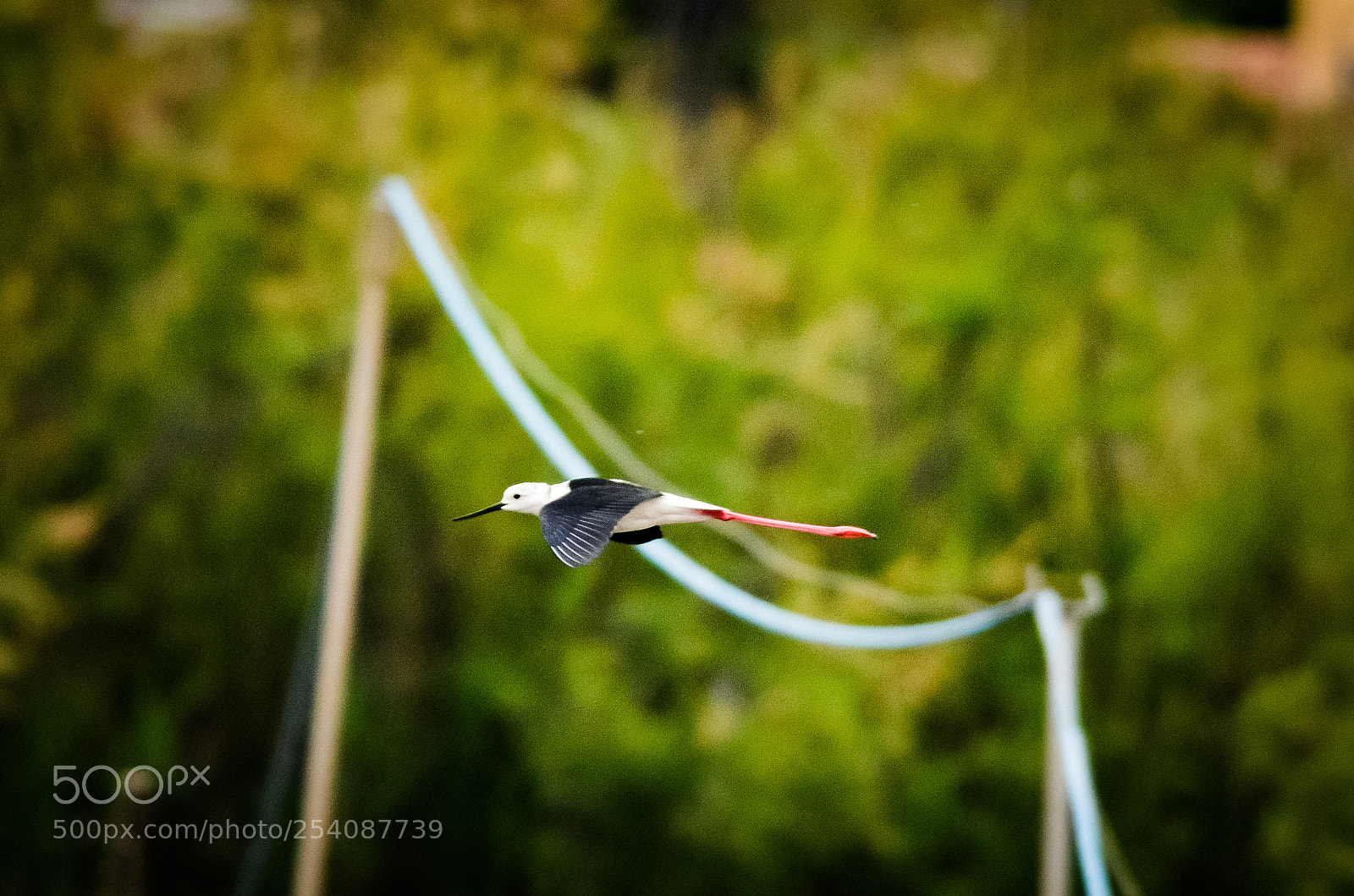 Nikon D7000 sample photo. Flying bird photography