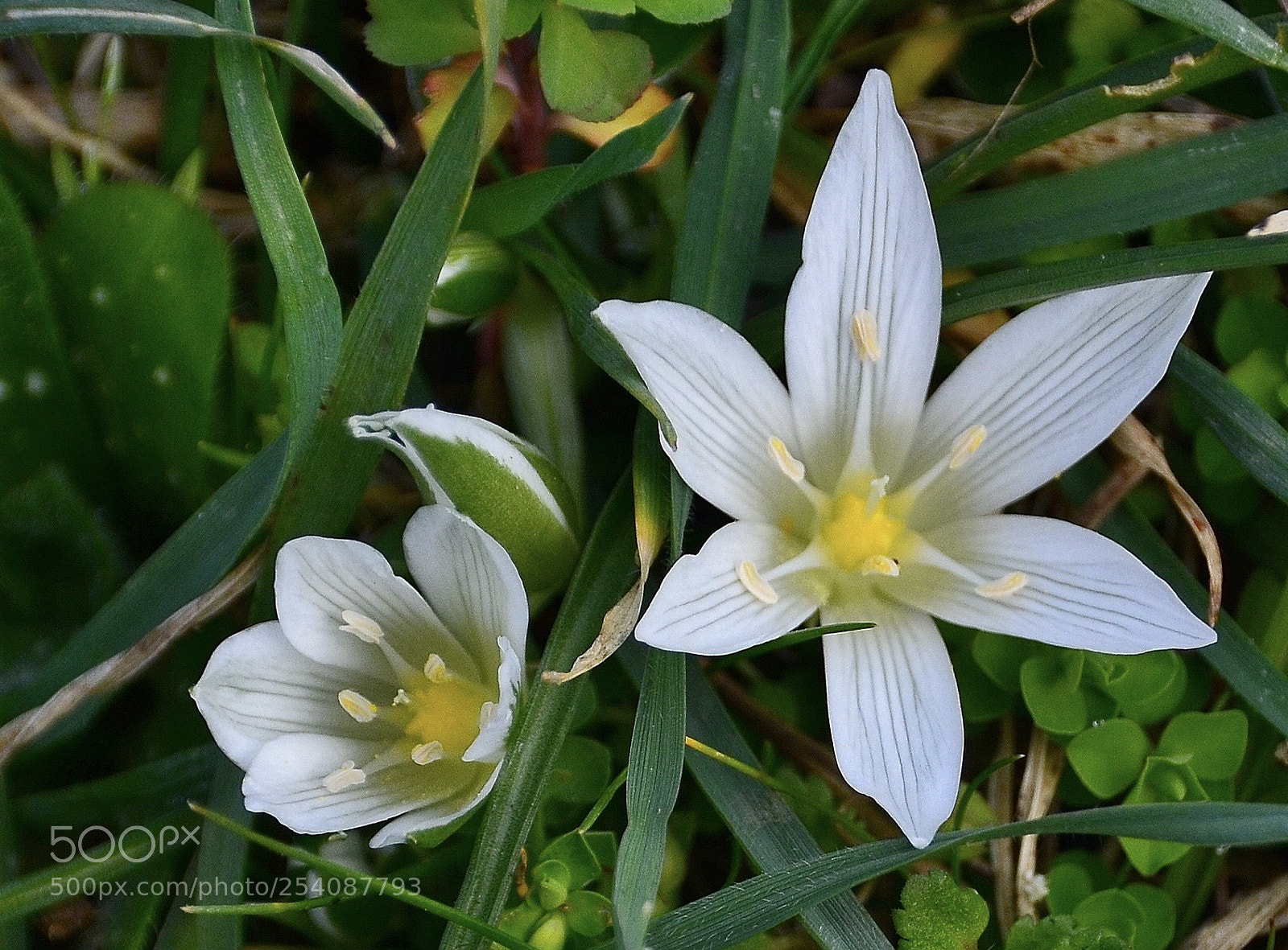 Nikon D7000 sample photo. Kir ÇİÇeklerİ
 photography