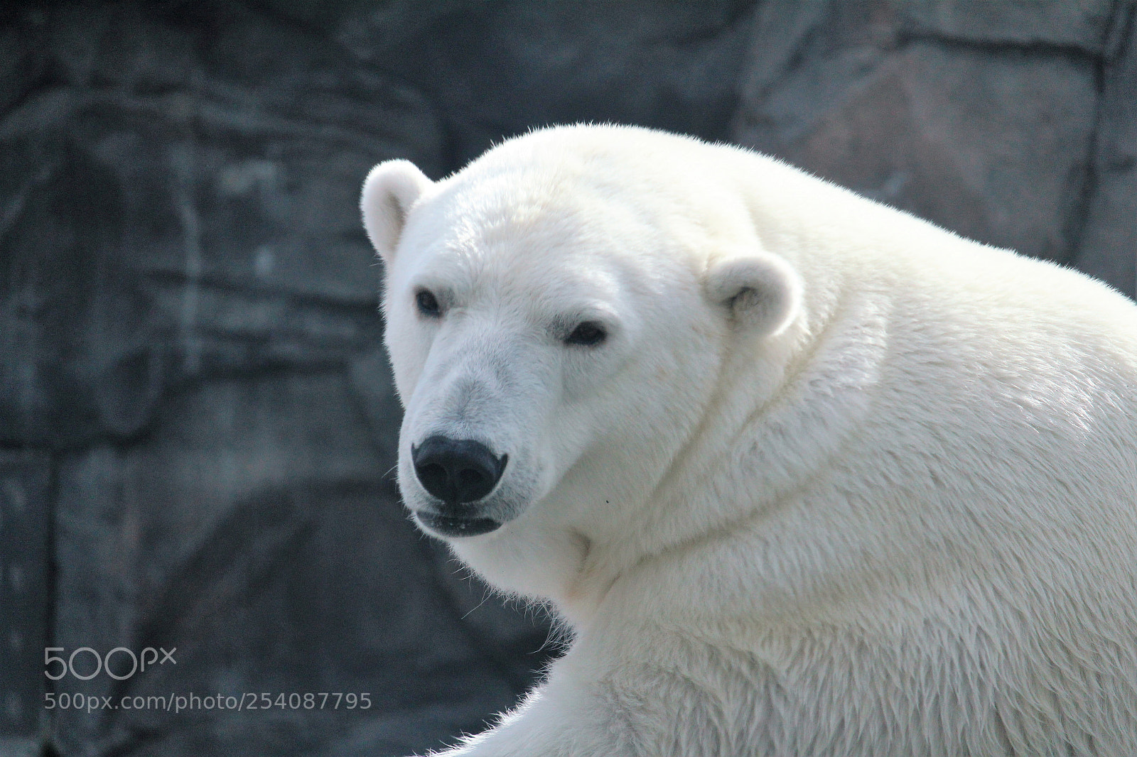 Canon EOS 1300D (EOS Rebel T6 / EOS Kiss X80) sample photo. Polar bear photography