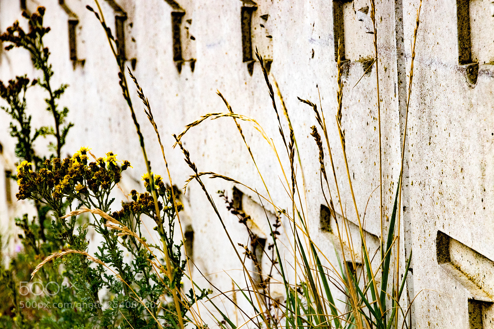 Canon EOS 80D sample photo. The wall. photography