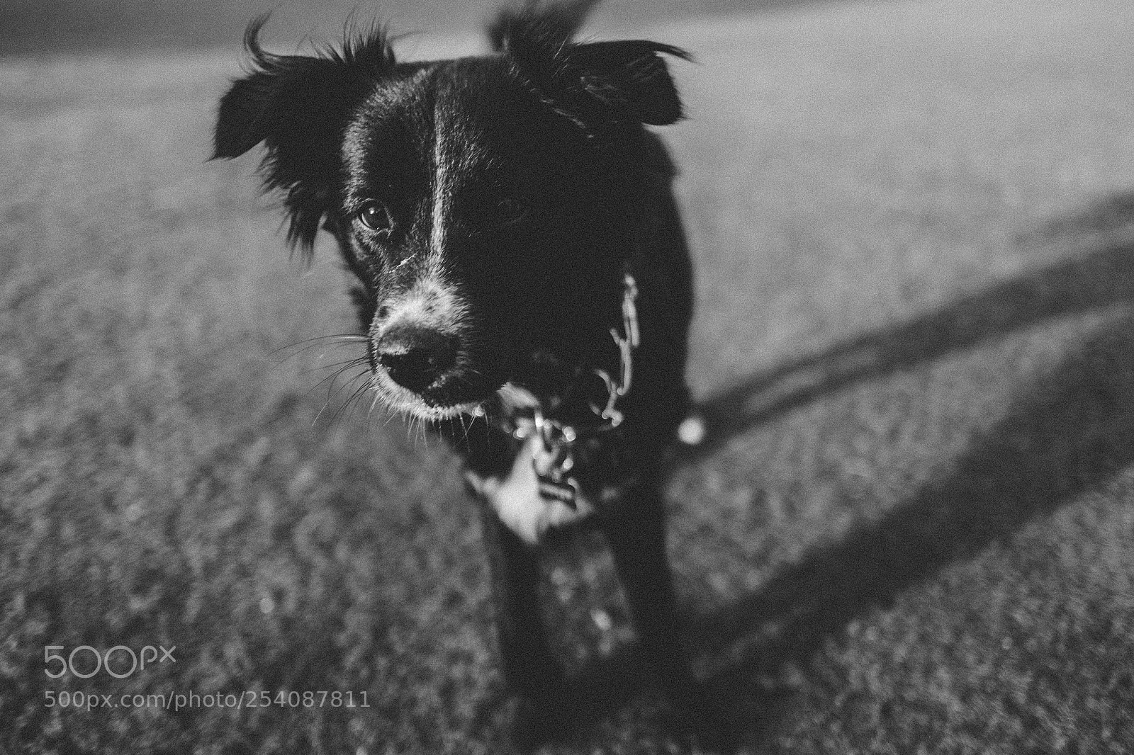 Leica Q (Typ 116) sample photo. Black and white dog photography
