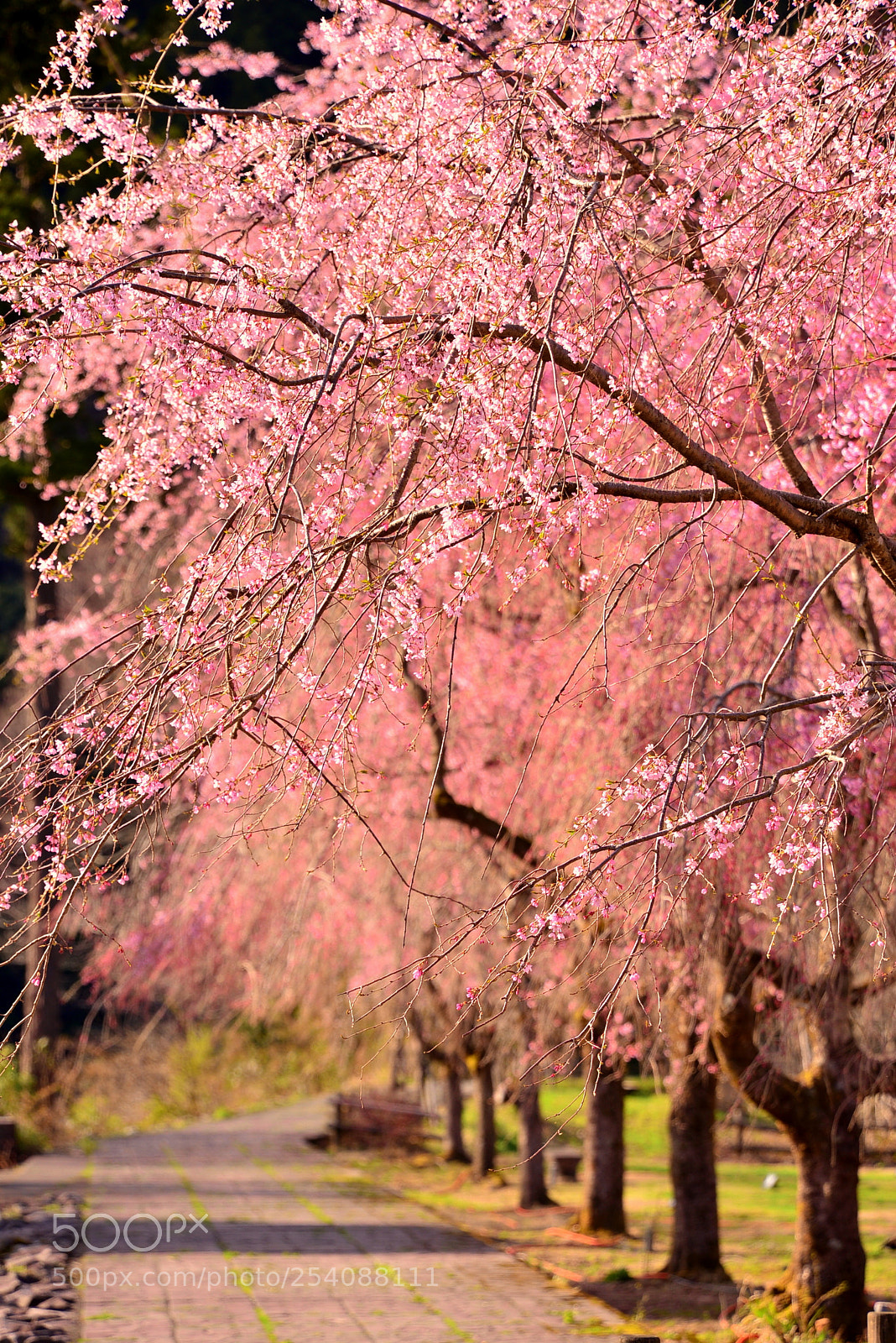 Nikon D610 sample photo. Spring walk photography