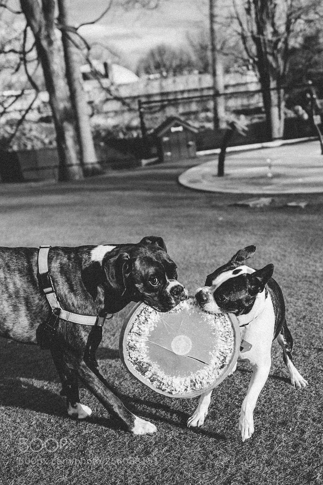 Leica Q (Typ 116) sample photo. Furry friends photography