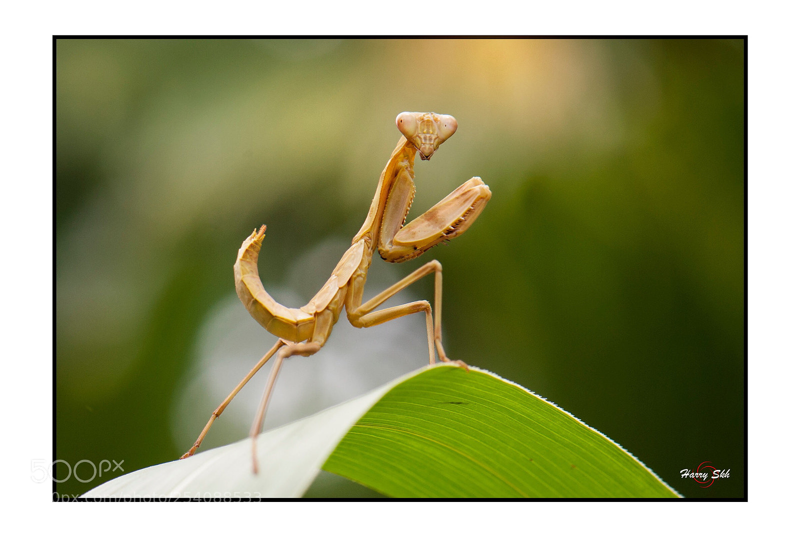 Nikon D700 sample photo. Praying mantis photography