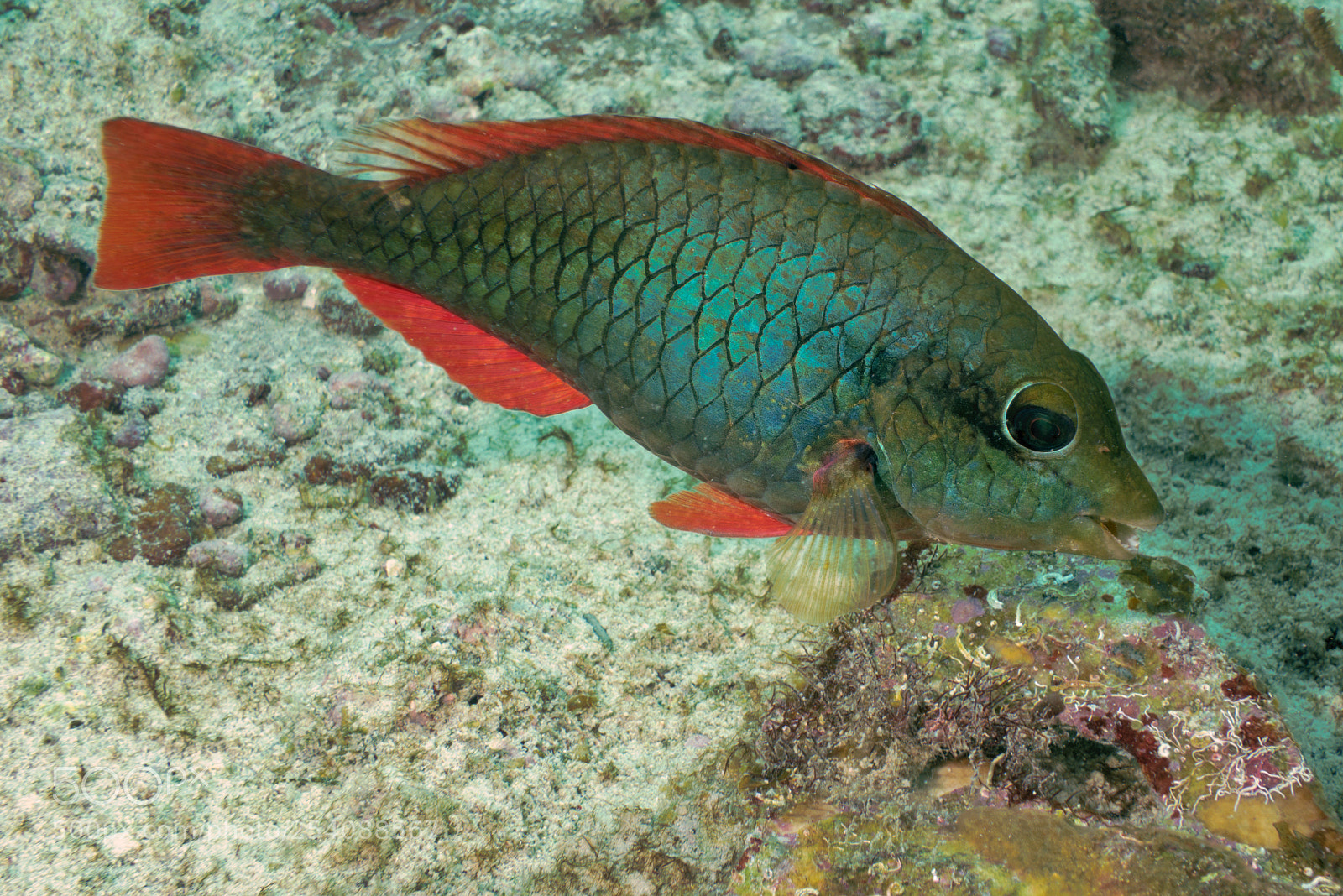 Sony Cyber-shot DSC-RX100 II sample photo. Redband parrotfish photography