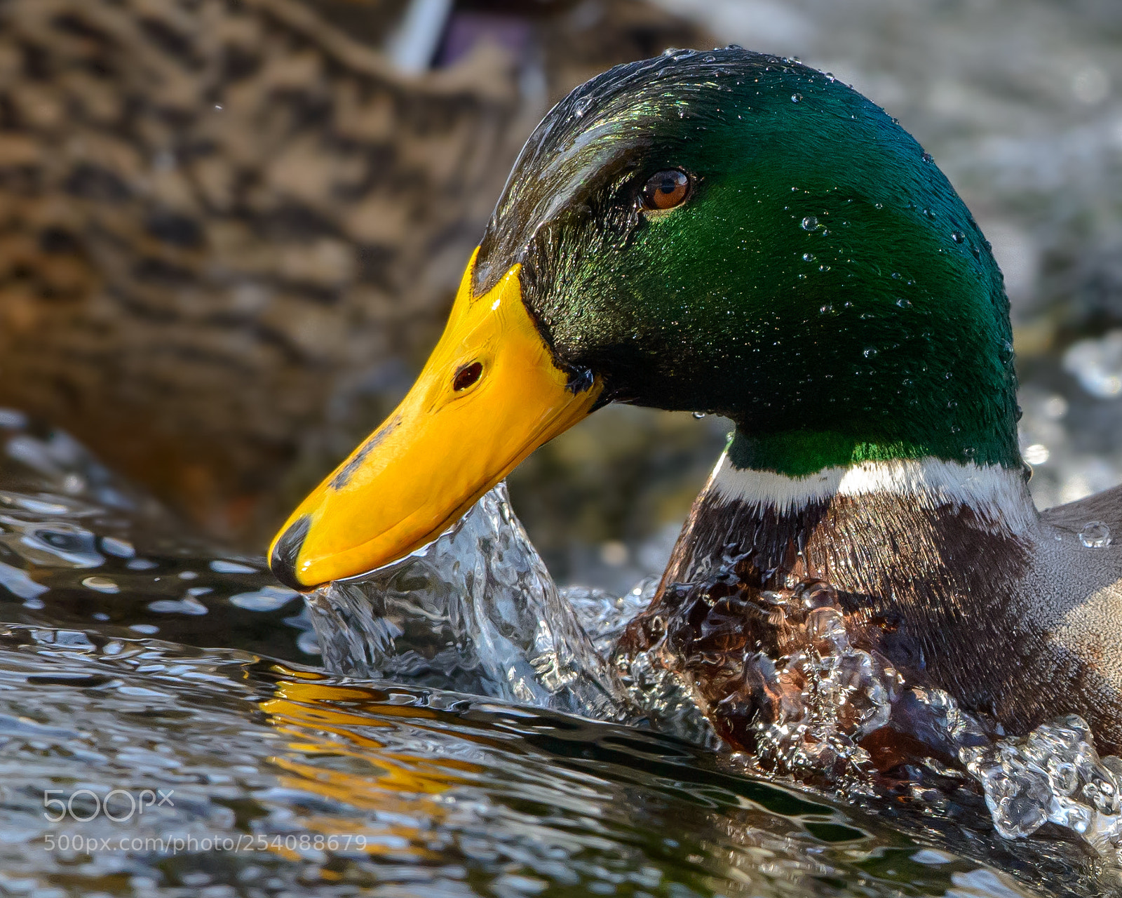 Nikon D800E sample photo. Male mallard feeding in photography