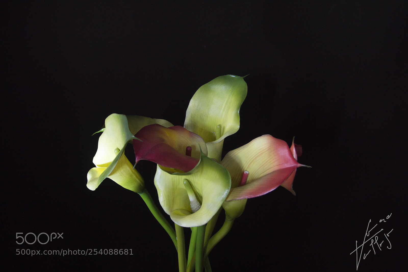 Canon EOS 600D (Rebel EOS T3i / EOS Kiss X5) sample photo. Flores photography