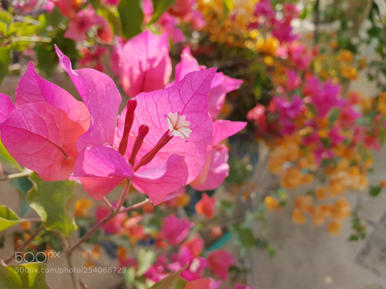 Samsung Galaxy S9+ sample photo. Untitled photography