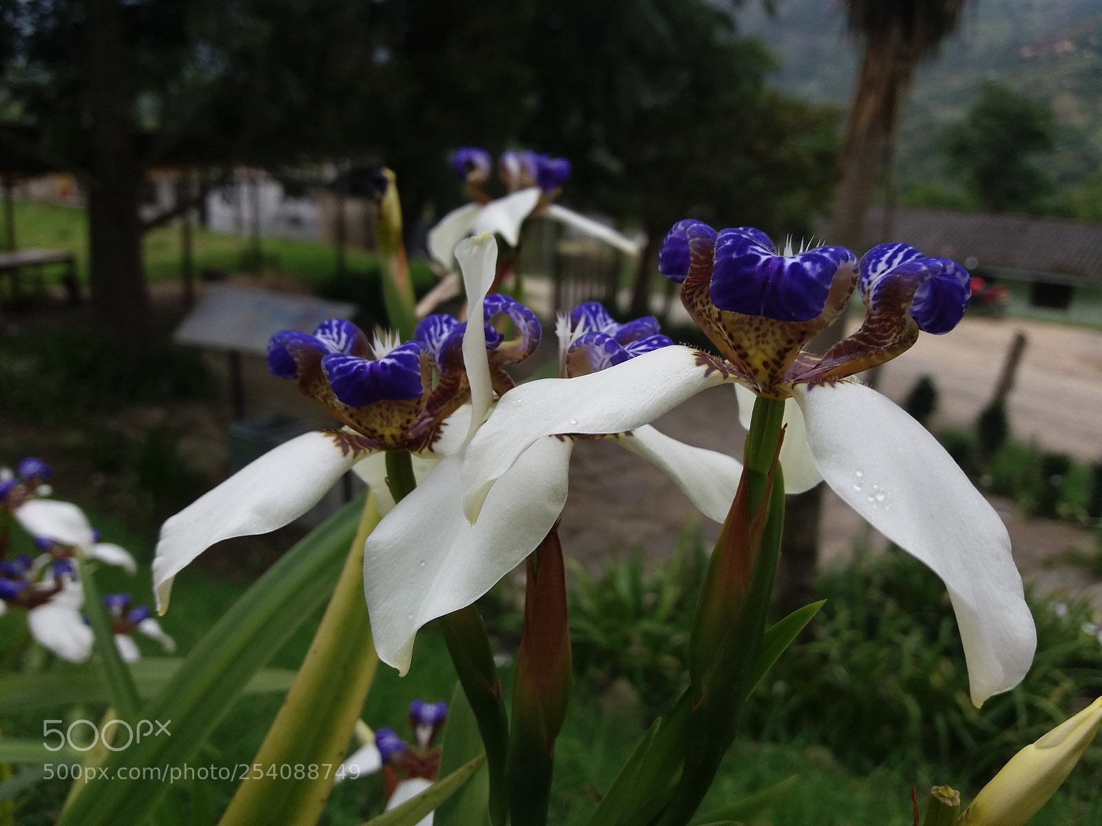 Samsung Galaxy J5 sample photo. Orquídea colombiana photography